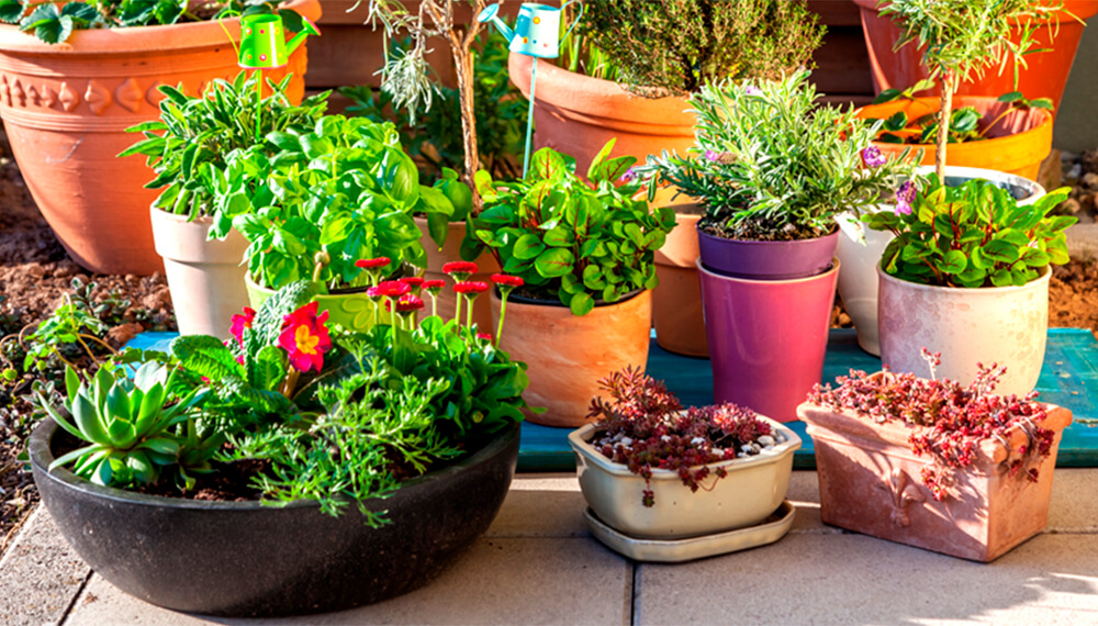 Macetas en en suelo de un patio con distintos tipos de plantas